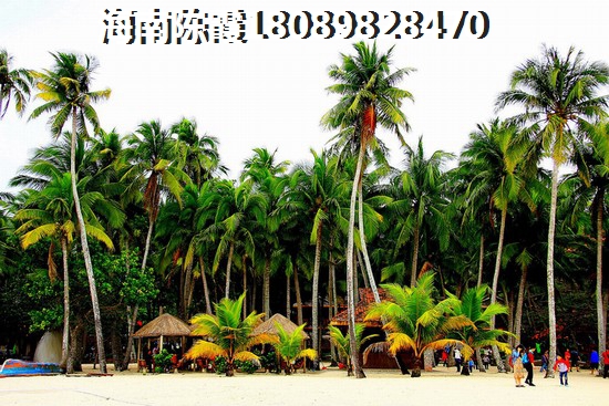 柏子仁茶助眠效果